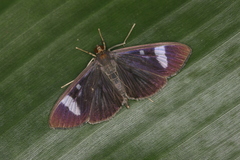 Erilusa leucoplagalis