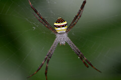 Argiope