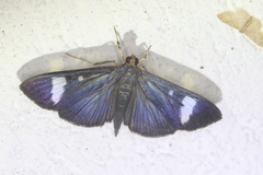 Erilusa leucoplagalis