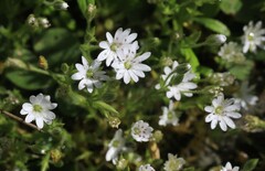 Stellaria pungens