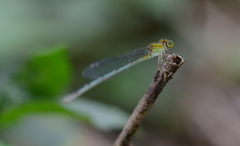 Pseudagrion decorum