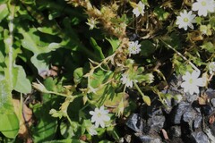 Stellaria pungens