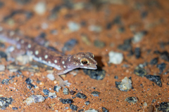 Rhynchoedura