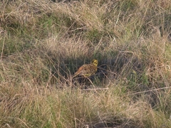 Emberiza citrinella caliginosa