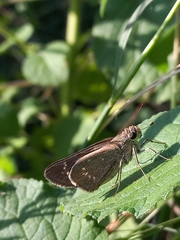 Pelopidas mathias