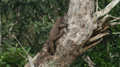 Varanus bengalensis