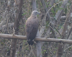 Haliaeetus ichthyaetus