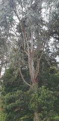 Eucalyptus viminalis viminalis