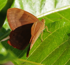Abisara