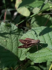 Pelopidas mathias