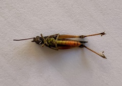Omocestus