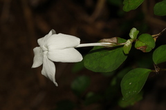 Pseuderanthemum repandum