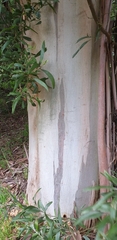 Eucalyptus viminalis viminalis