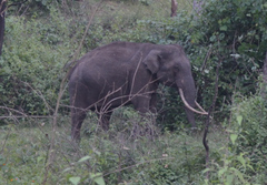 Elephas maximus indicus