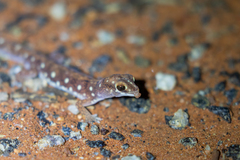 Rhynchoedura