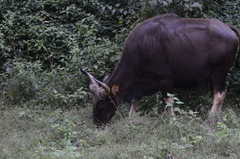 Bos gaurus