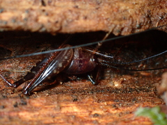 Macropathini