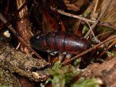 Macropathini