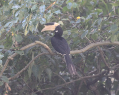 Anthracoceros coronatus