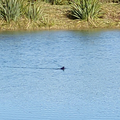 Aythya novaeseelandiae