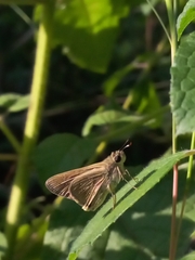 Borbo cinnara