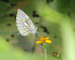Dismorphia lewyi