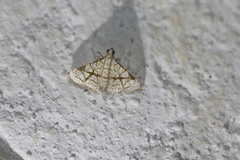 Glyphodes floridalis