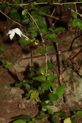 Pseuderanthemum repandum