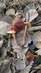 Tricholoma fulvum