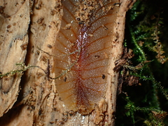 Athoracophorus