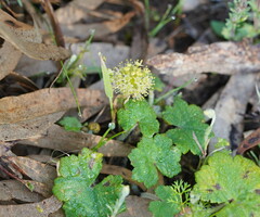 Hydrocotyle laxiflora