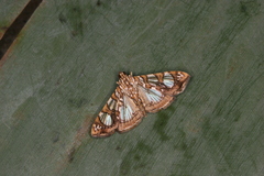 Glyphodes sibillalis