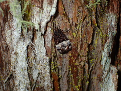 Scoparia minusculalis