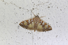 Glyphodes sibillalis