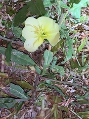 Oenothera laciniata