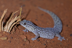 Gehyra purpurascens