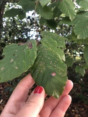 Acalitus brevitarsus