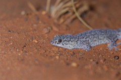 Gehyra purpurascens