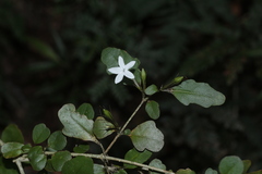 Pseuderanthemum