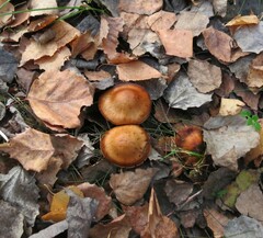 Cortinarius trivialis