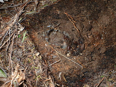 Uliodon