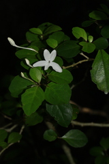 Pseuderanthemum