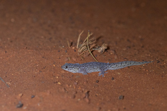 Gehyra purpurascens