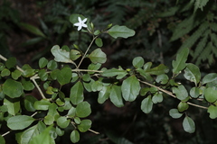 Pseuderanthemum