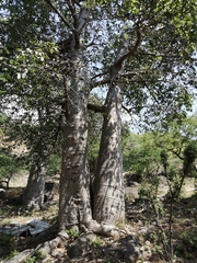 Adansonia