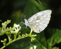 Dismorphia lewyi