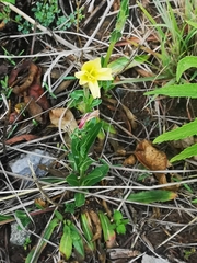 Oenothera stricta