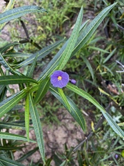 Solanum vescum