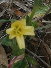 Oenothera stricta