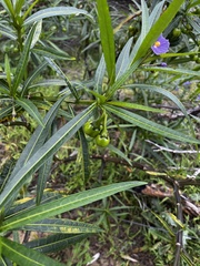 Solanum vescum